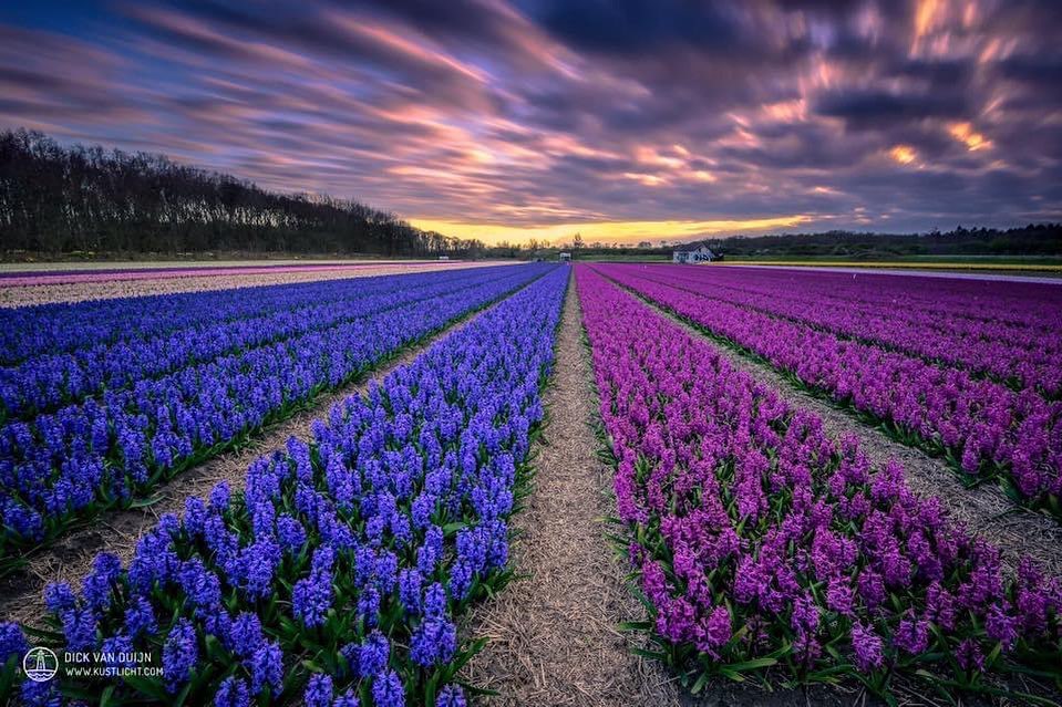 The flower fields are haunted here... 👻 This photo shows hyacinths. What do you think of this picture...?

Foto gemaakt door: Dick van Duijn